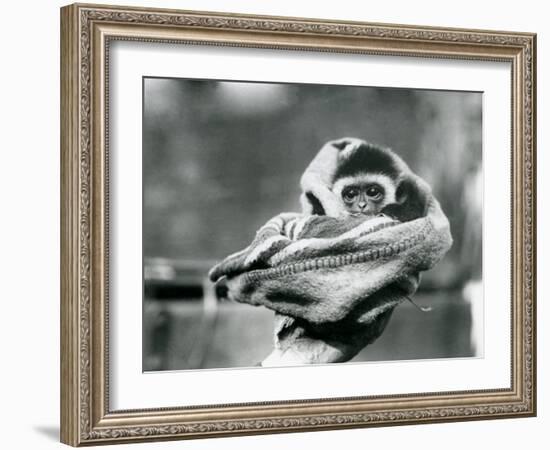 A Baby Gibbon Wrapped in a Blanket and Held in One Hand at London Zoo, June 1922-Frederick William Bond-Framed Photographic Print