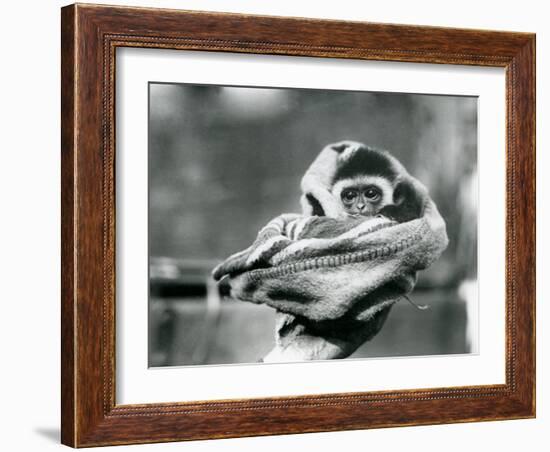 A Baby Gibbon Wrapped in a Blanket and Held in One Hand at London Zoo, June 1922-Frederick William Bond-Framed Photographic Print