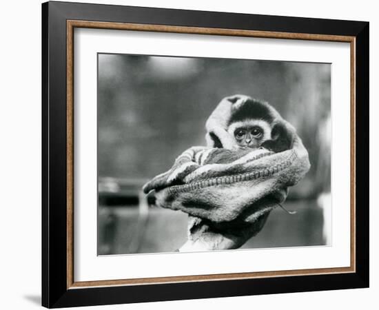 A Baby Gibbon Wrapped in a Blanket and Held in One Hand at London Zoo, June 1922-Frederick William Bond-Framed Photographic Print