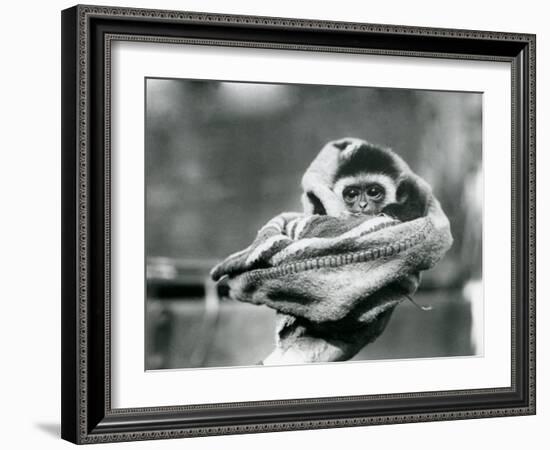 A Baby Gibbon Wrapped in a Blanket and Held in One Hand at London Zoo, June 1922-Frederick William Bond-Framed Photographic Print