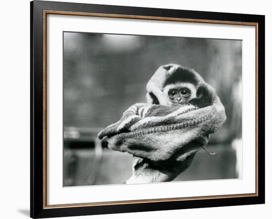 A Baby Gibbon Wrapped in a Blanket and Held in One Hand at London Zoo, June 1922-Frederick William Bond-Framed Photographic Print