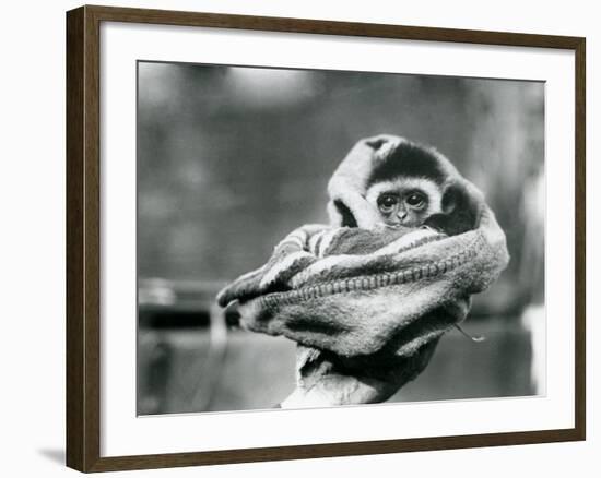 A Baby Gibbon Wrapped in a Blanket and Held in One Hand at London Zoo, June 1922-Frederick William Bond-Framed Photographic Print