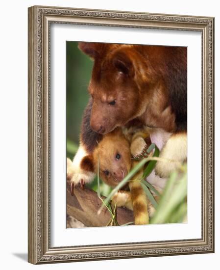 A Baby Goodfellow's Tree Kangaroo Peeks from its Mother's Pouch at the Cleveland Metroparks Zoo-null-Framed Photographic Print