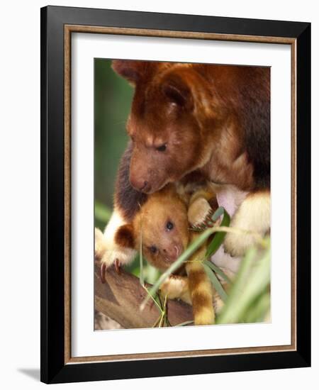 A Baby Goodfellow's Tree Kangaroo Peeks from its Mother's Pouch at the Cleveland Metroparks Zoo-null-Framed Photographic Print