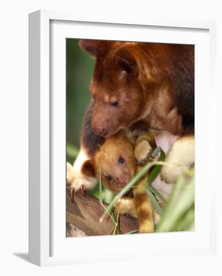 A Baby Goodfellow's Tree Kangaroo Peeks from its Mother's Pouch at the Cleveland Metroparks Zoo-null-Framed Photographic Print