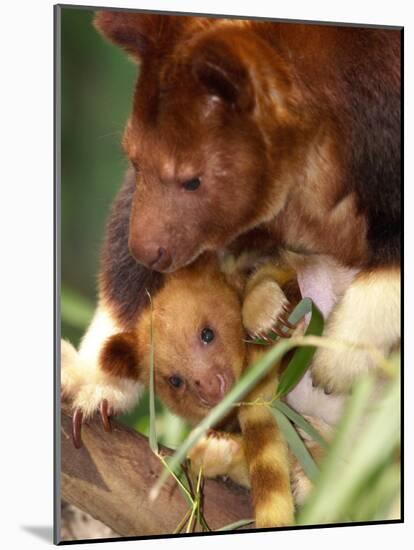 A Baby Goodfellow's Tree Kangaroo Peeks from its Mother's Pouch at the Cleveland Metroparks Zoo-null-Mounted Photographic Print