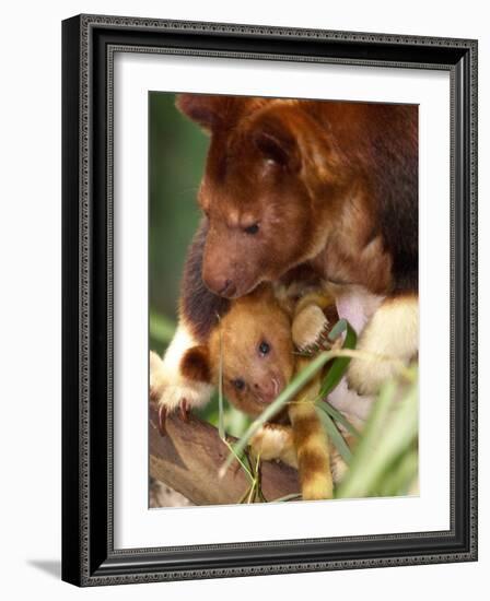 A Baby Goodfellow's Tree Kangaroo Peeks from its Mother's Pouch at the Cleveland Metroparks Zoo-null-Framed Photographic Print