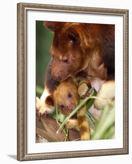 A Baby Goodfellow's Tree Kangaroo Peeks from its Mother's Pouch at the Cleveland Metroparks Zoo-null-Framed Photographic Print