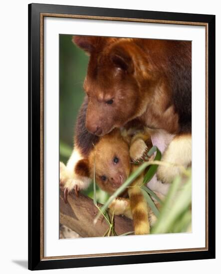 A Baby Goodfellow's Tree Kangaroo Peeks from its Mother's Pouch at the Cleveland Metroparks Zoo-null-Framed Photographic Print