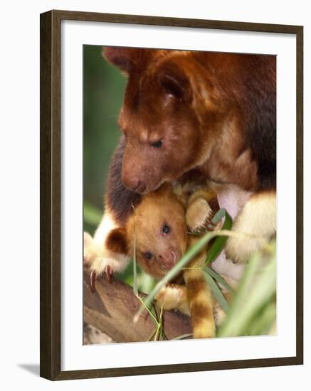 A Baby Goodfellow's Tree Kangaroo Peeks from its Mother's Pouch at the Cleveland Metroparks Zoo-null-Framed Photographic Print