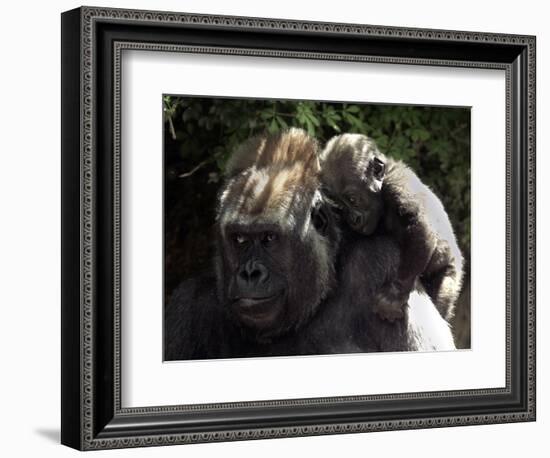 A Baby Gorilla Rests on His Mother Julia's Shoulder-null-Framed Photographic Print