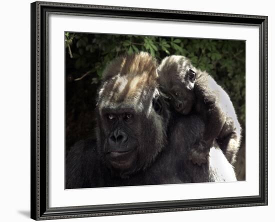 A Baby Gorilla Rests on His Mother Julia's Shoulder-null-Framed Photographic Print