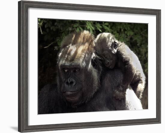 A Baby Gorilla Rests on His Mother Julia's Shoulder-null-Framed Photographic Print