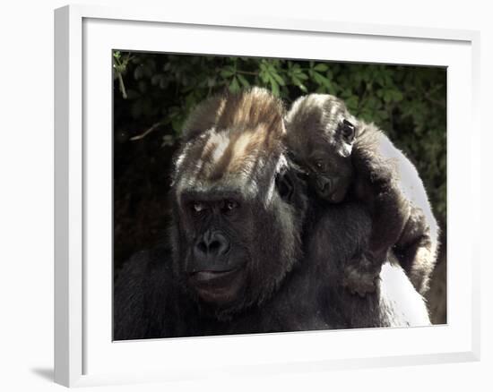 A Baby Gorilla Rests on His Mother Julia's Shoulder-null-Framed Photographic Print