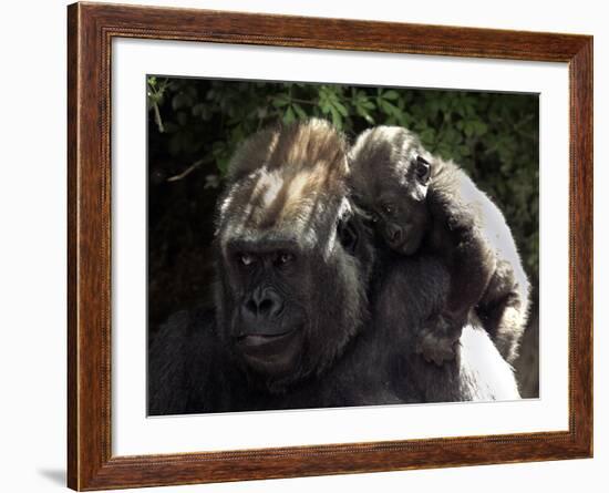 A Baby Gorilla Rests on His Mother Julia's Shoulder-null-Framed Photographic Print