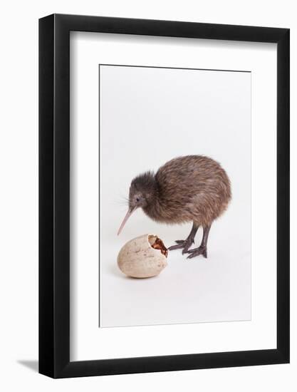 A baby kiwi bird chick next to the egg that he hatched from-Skip Brown-Framed Photographic Print