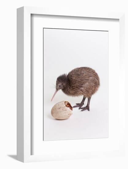 A baby kiwi bird chick next to the egg that he hatched from-Skip Brown-Framed Photographic Print