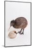 A baby kiwi bird chick next to the egg that he hatched from-Skip Brown-Mounted Photographic Print