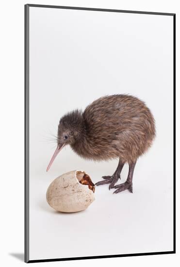 A baby kiwi bird chick next to the egg that he hatched from-Skip Brown-Mounted Photographic Print