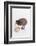 A baby kiwi bird chick next to the egg that he hatched from-Skip Brown-Framed Photographic Print