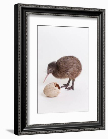 A baby kiwi bird chick next to the egg that he hatched from-Skip Brown-Framed Photographic Print