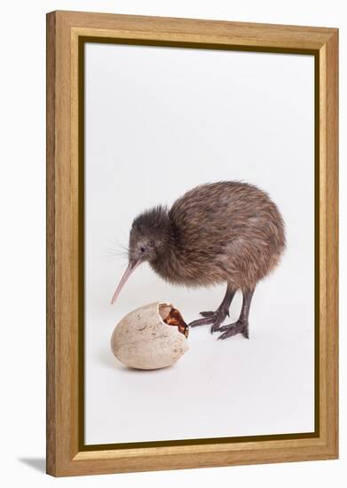 A baby kiwi bird chick next to the egg that he hatched from-Skip Brown-Framed Premier Image Canvas