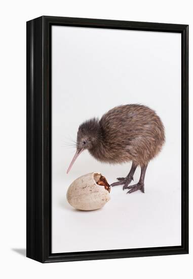 A baby kiwi bird chick next to the egg that he hatched from-Skip Brown-Framed Premier Image Canvas