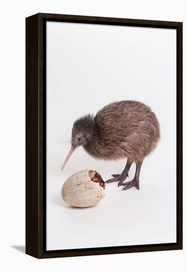 A baby kiwi bird chick next to the egg that he hatched from-Skip Brown-Framed Premier Image Canvas