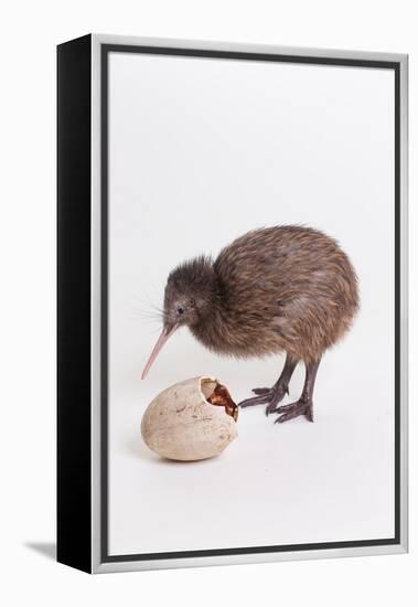 A baby kiwi bird chick next to the egg that he hatched from-Skip Brown-Framed Premier Image Canvas