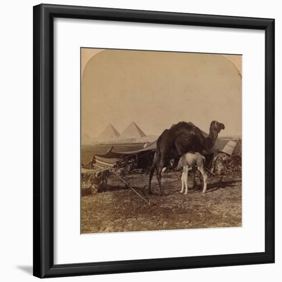 'A Baby of the Desert, Egypt', 1896-Unknown-Framed Photographic Print