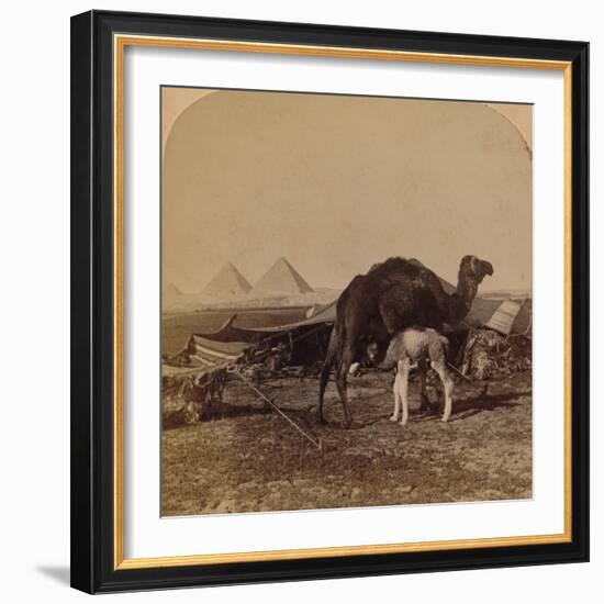 'A Baby of the Desert, Egypt', 1896-Unknown-Framed Photographic Print