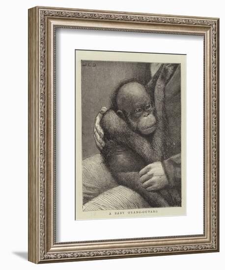 A Baby Orang-Outang-John Charles Dollman-Framed Giclee Print