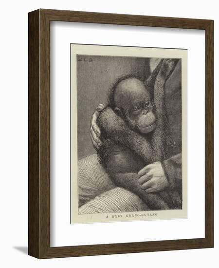 A Baby Orang-Outang-John Charles Dollman-Framed Giclee Print