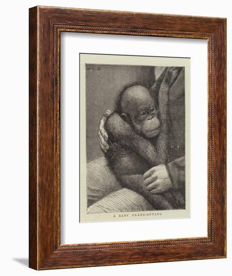A Baby Orang-Outang-John Charles Dollman-Framed Giclee Print