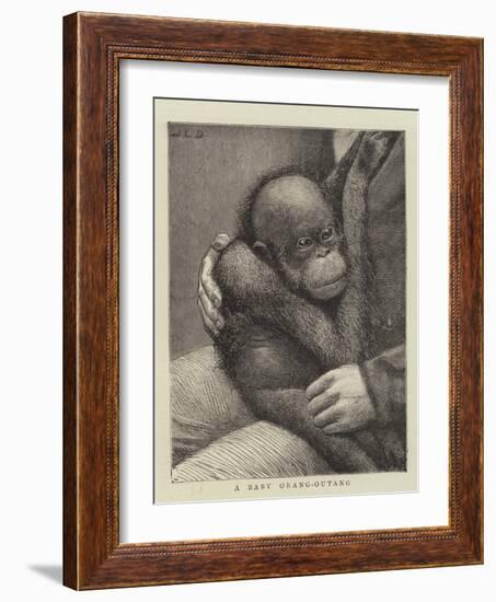 A Baby Orang-Outang-John Charles Dollman-Framed Giclee Print