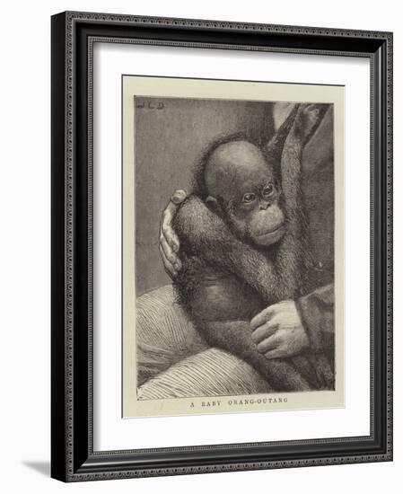 A Baby Orang-Outang-John Charles Dollman-Framed Giclee Print