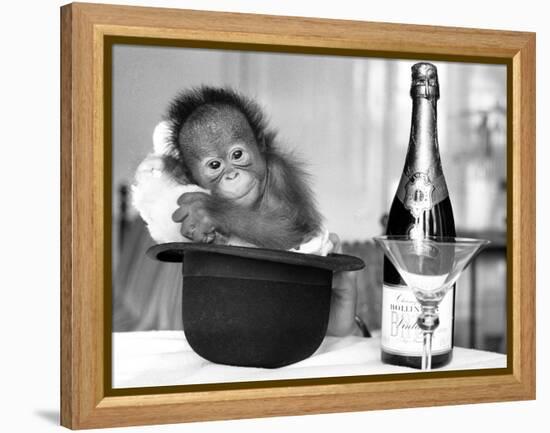 A baby Orangutan at Twycross Zoo-Staff-Framed Premier Image Canvas