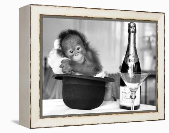 A baby Orangutan at Twycross Zoo-Staff-Framed Premier Image Canvas