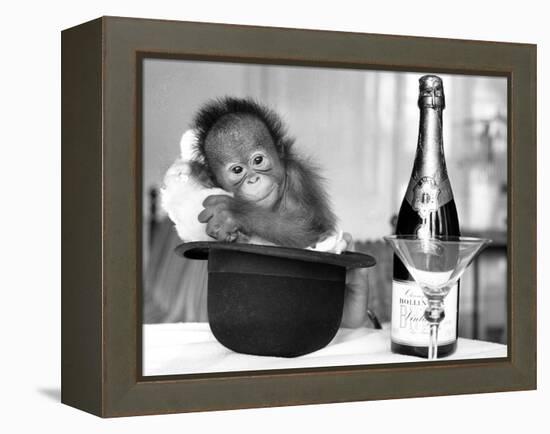 A baby Orangutan at Twycross Zoo-Staff-Framed Premier Image Canvas