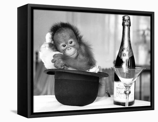 A baby Orangutan at Twycross Zoo-Staff-Framed Premier Image Canvas