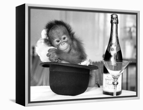 A baby Orangutan at Twycross Zoo-Staff-Framed Premier Image Canvas