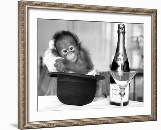 A baby Orangutan at Twycross Zoo-Staff-Framed Photographic Print