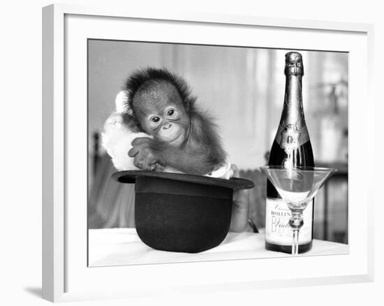 A baby Orangutan at Twycross Zoo-Staff-Framed Photographic Print