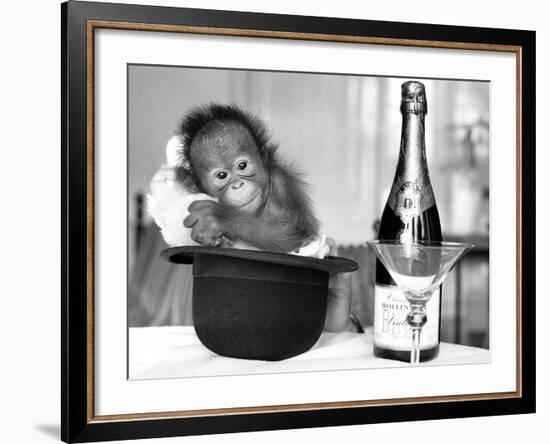 A baby Orangutan at Twycross Zoo-Staff-Framed Photographic Print