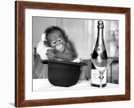 A baby Orangutan at Twycross Zoo-Staff-Framed Photographic Print