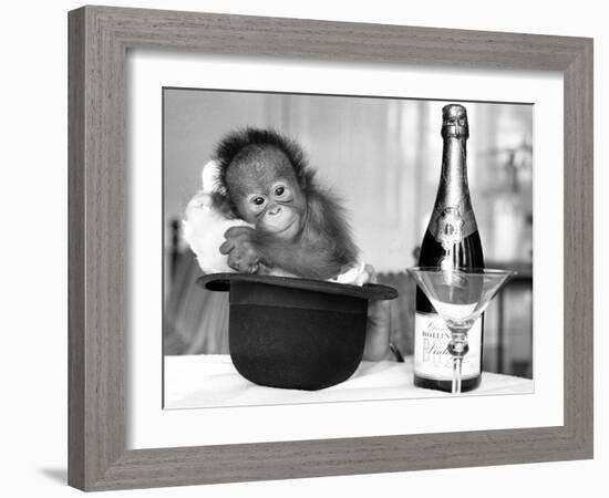 A baby Orangutan at Twycross Zoo-Staff-Framed Photographic Print