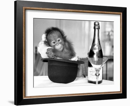 A baby Orangutan at Twycross Zoo-Staff-Framed Photographic Print