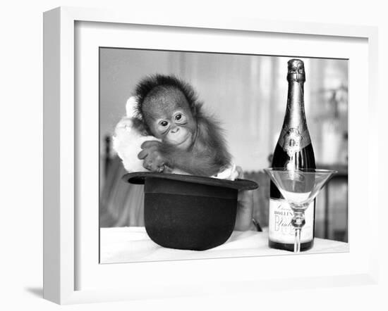 A baby Orangutan at Twycross Zoo-Staff-Framed Photographic Print