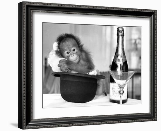 A baby Orangutan at Twycross Zoo-Staff-Framed Photographic Print