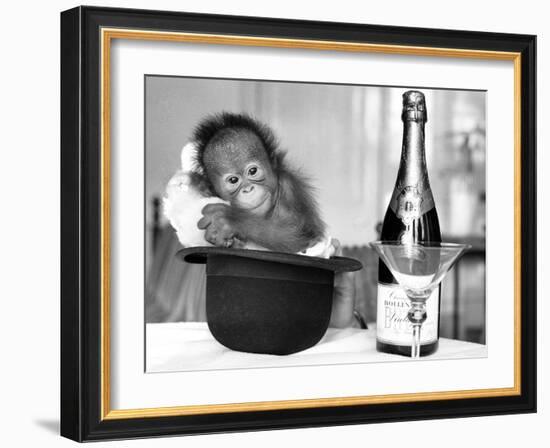 A baby Orangutan at Twycross Zoo-Staff-Framed Photographic Print